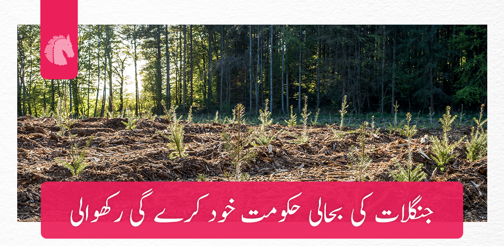 جنگلات کی بحالی حکومت خود کرے گی رکھوالی