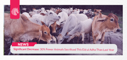fewer animals sacrificed this Eid ul adha than last year - ahgroup-pk