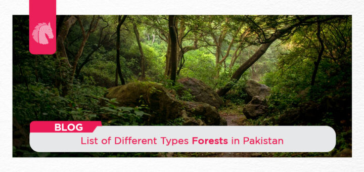 forests in pakistan - ahgroup-pk