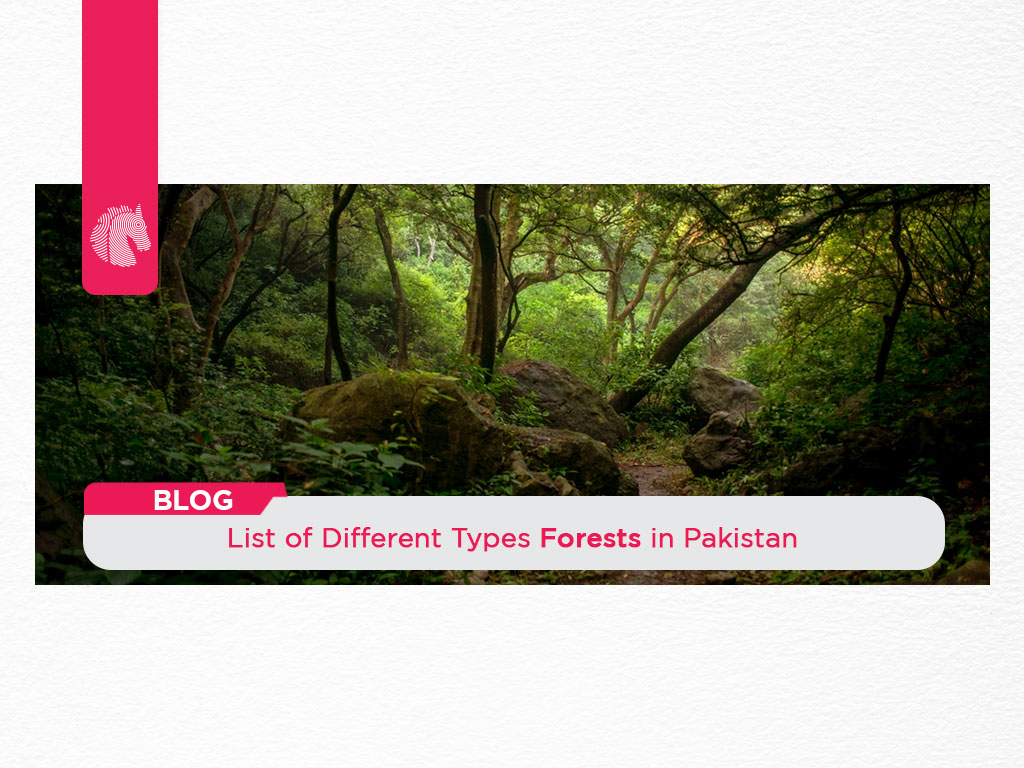 List of Different Types of Forests in Pakistan | AH BLOG