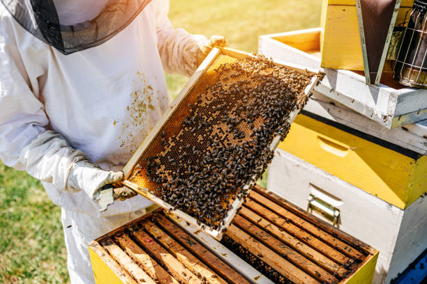 bee farming - business ideas in pakistan - ahgroup-pk