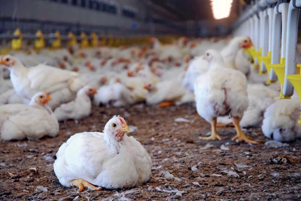 Poultry Farming - business ideas in pakistan - ahgroup-pk